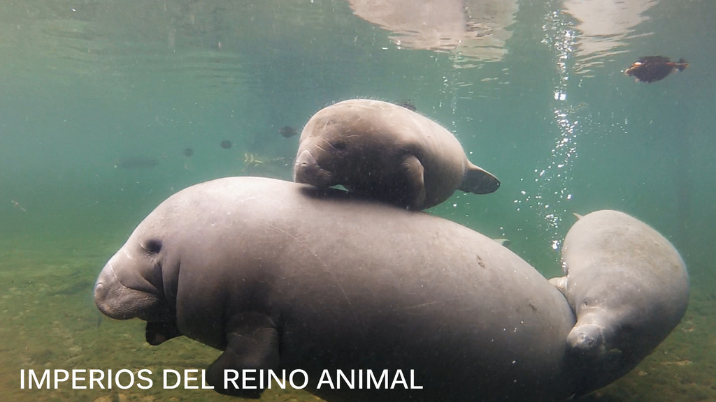 Imperios del reino animal