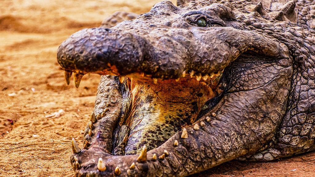 Cazadores letales