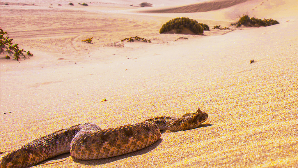 Cazadores letales
