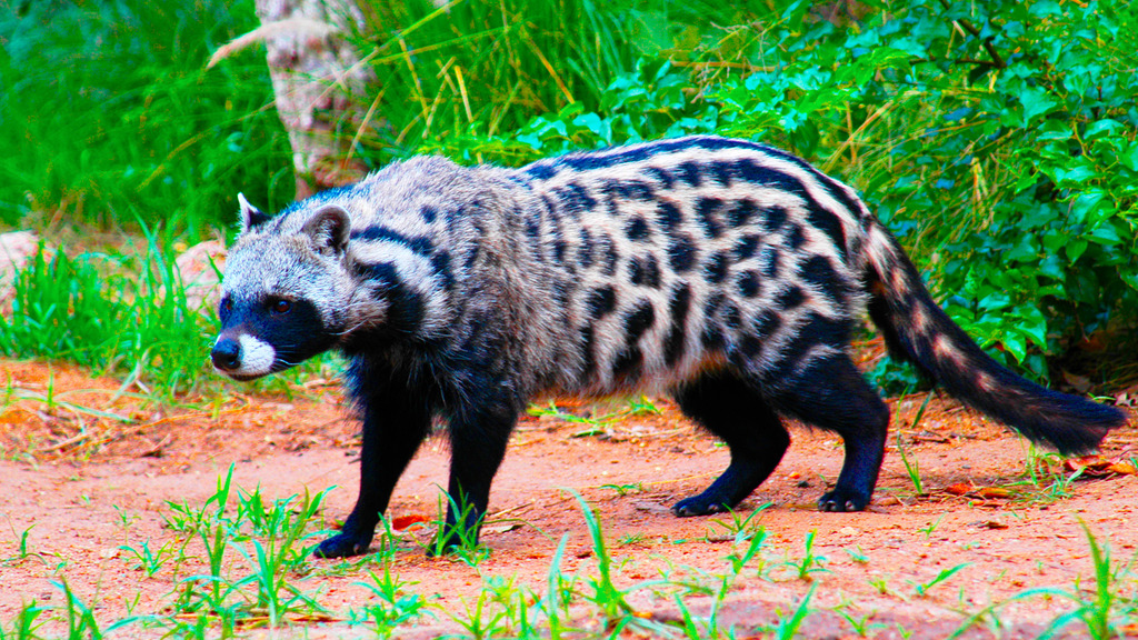 Cazadores letales