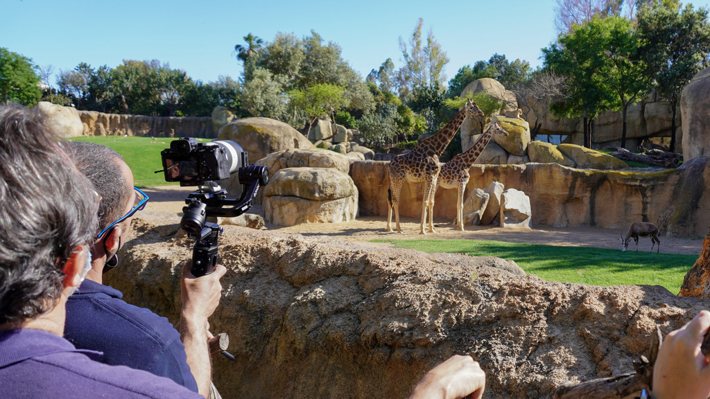 Crónicas del zoo