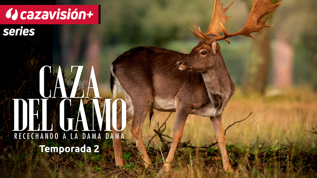 Caza del gamo. Recechando a la Dama Dama