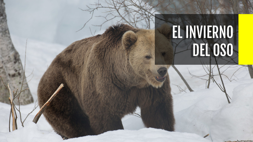 El invierno del oso