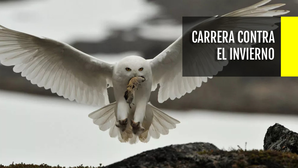 Carrera contra el invierno