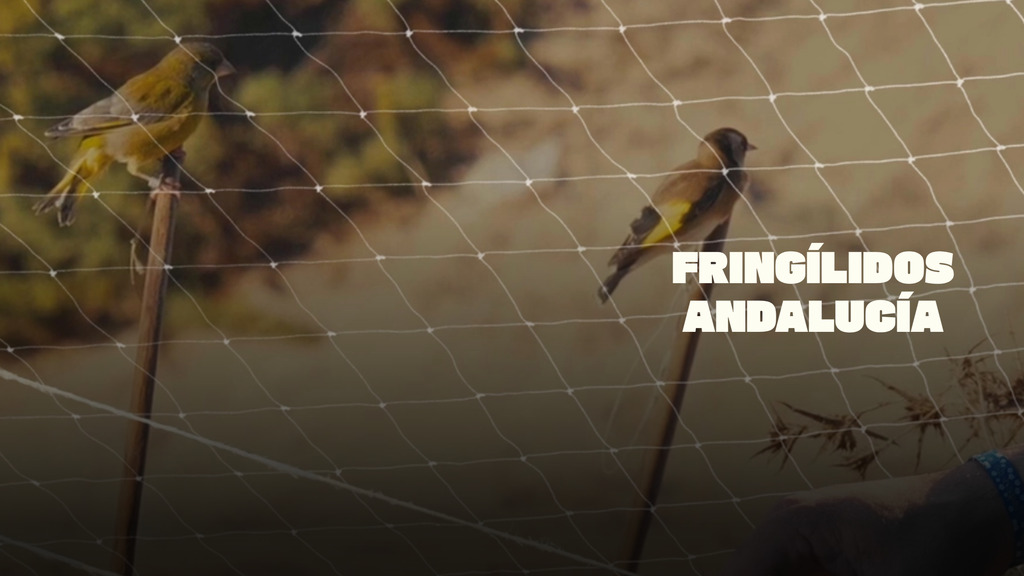 Fringilidos Andalucía