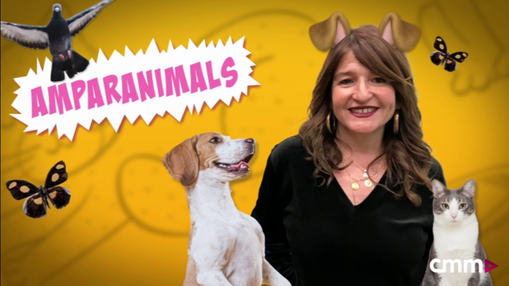 Amparanimals