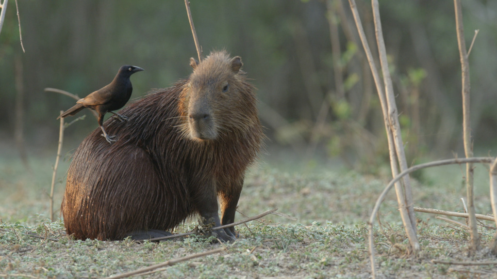 Los animales más raros de Sudamérica