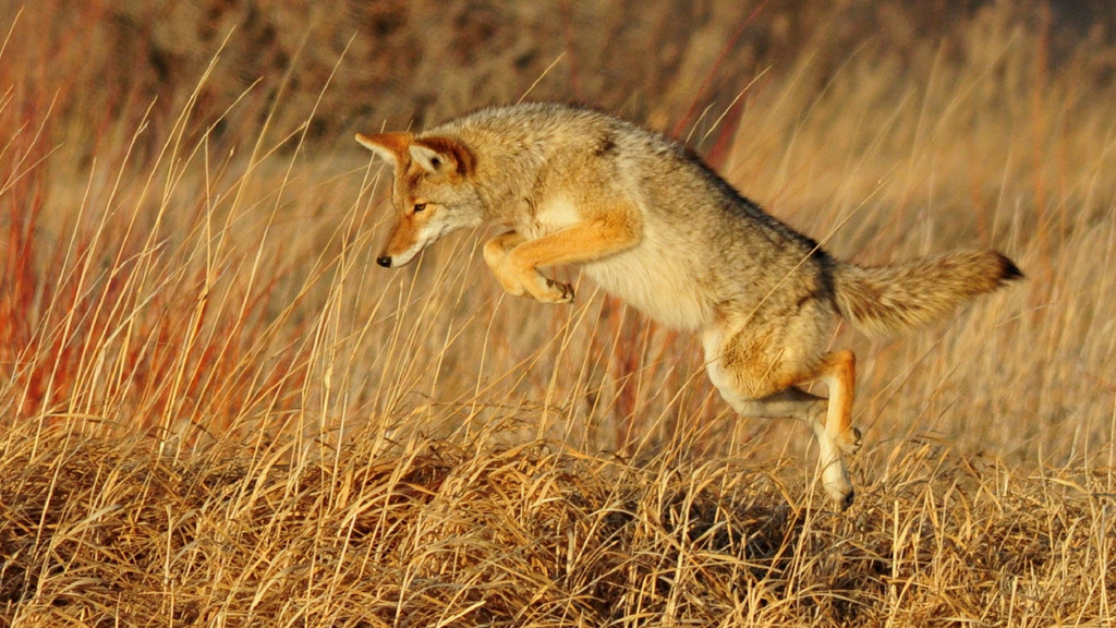 Cazadores de lances